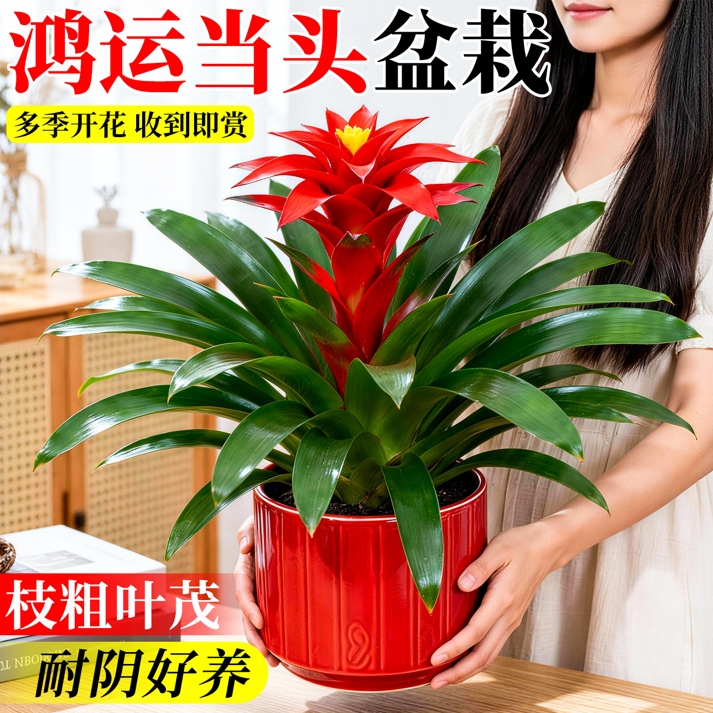 鸿运当头盆栽带花绿植花卉植物室内花好养易活四季客厅年宵花盆景,鲜花速递/花卉仿真/绿植园艺,红掌/凤梨/温室花卉,淘宝优惠券,粉丝福利购,淘宝优惠卷