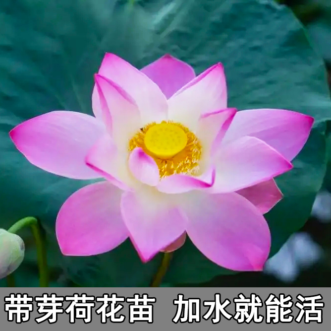 荷花种根苗缸养盆栽水样藕苗