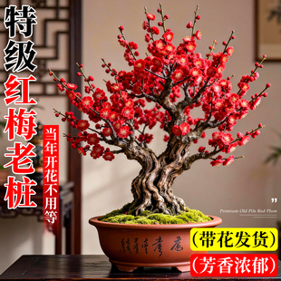 红梅老桩盆景腊梅盆栽带花苞室外四季耐寒门前旺宅树新年客厅开花
