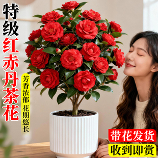 红赤丹茶花树苗盆栽带花苞四季特大号开花五色赤丹名贵茶花香妃