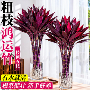 水培鸿运紫竹带根富贵竹客厅绿植鸿运当头盆栽室内四季好养活植物