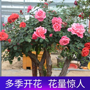 树桩月季特大花高杆月季花树院子里适合种的花庭院树状月季树苗