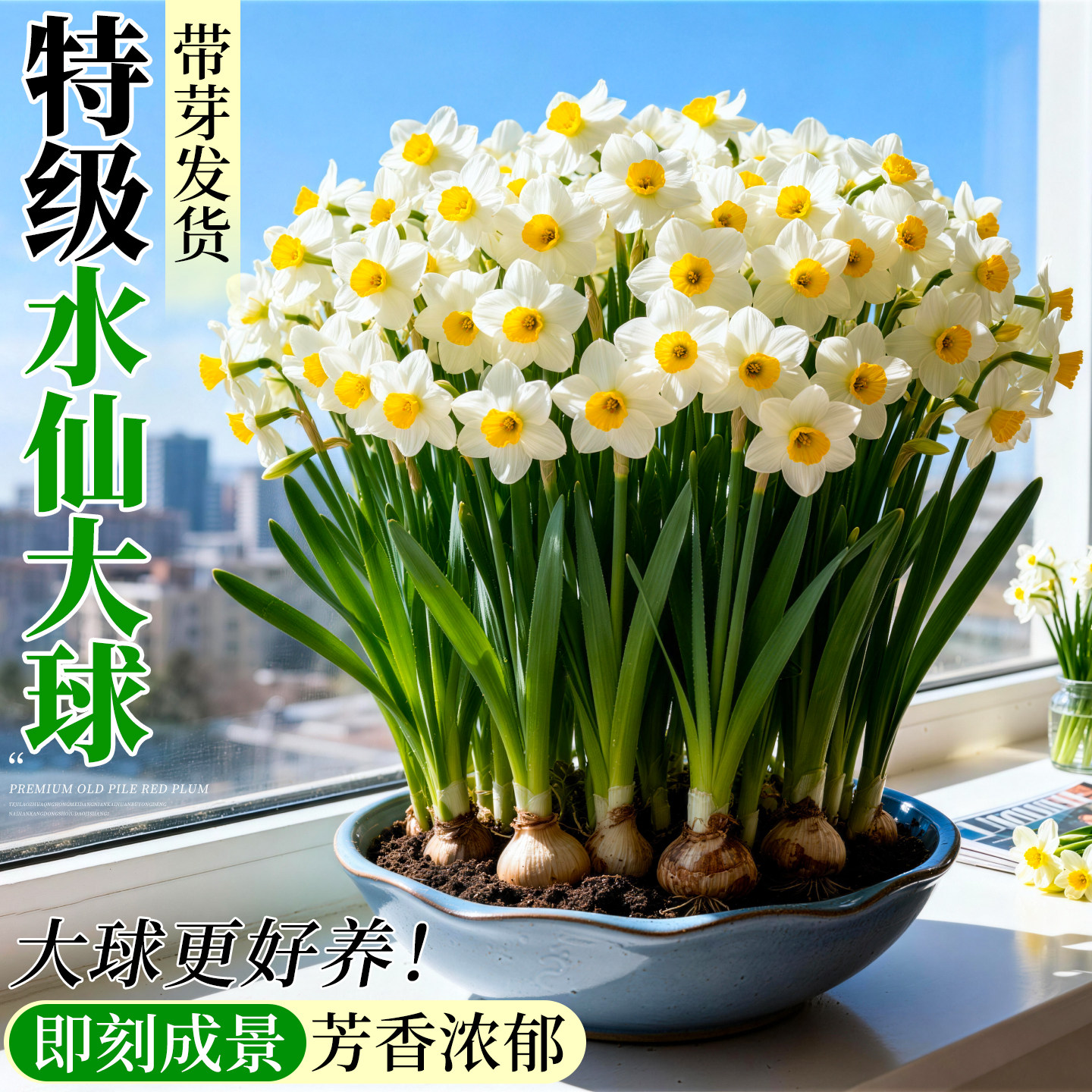 漳州正宗水仙花种球水培特级大球雕刻洋水仙单瓣水养秋冬室内盆栽,鲜花速递/花卉仿真/绿植园艺,时令草本花卉,淘宝优惠券,粉丝福利购,淘宝优惠卷