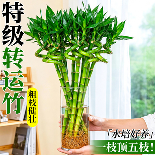 转运竹水养带根富贵竹植物水培绿植客厅花卉四季盆栽室内好养活