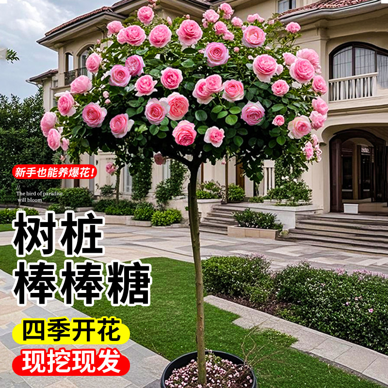 嫁接树桩月季花苗棒棒糖树状月季浓香玫瑰树庭院盆栽地栽四季开花