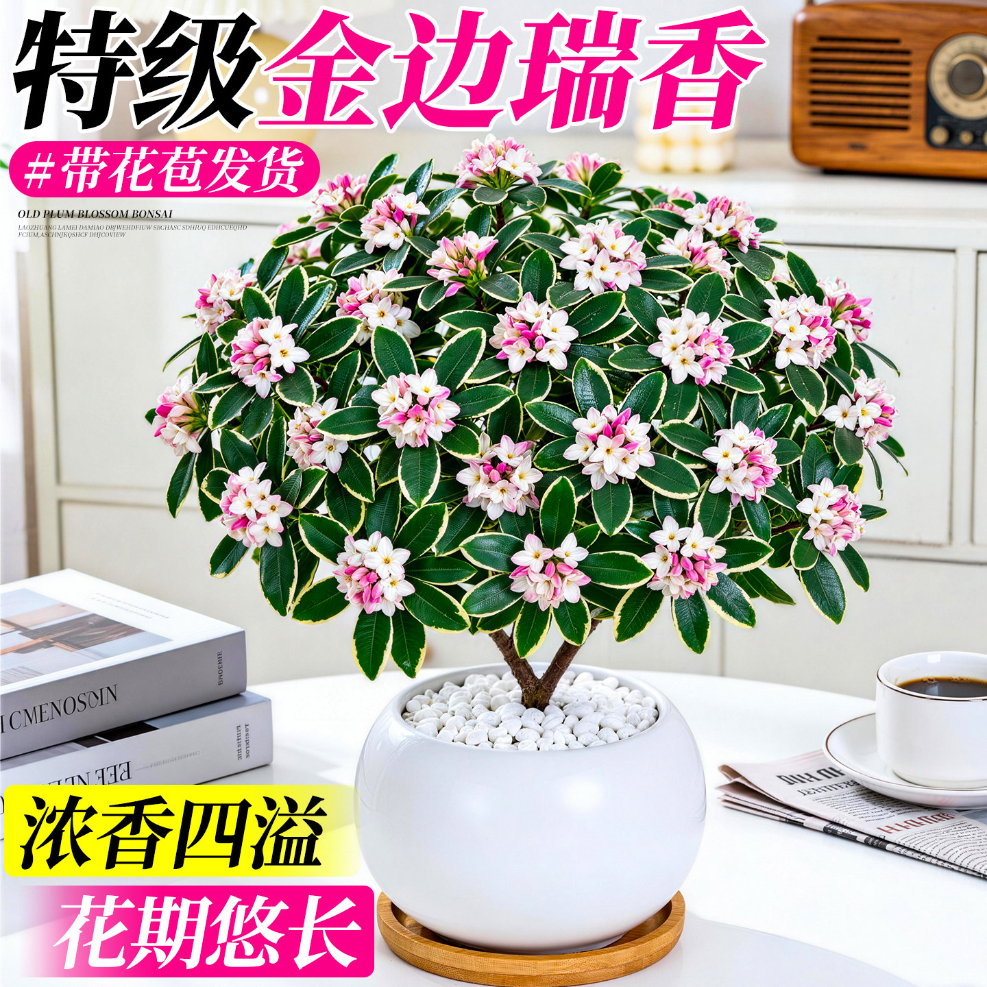 金边瑞香盆栽带花苞老桩浓香型花卉盆景正宗大苗四季耐寒客厅植物