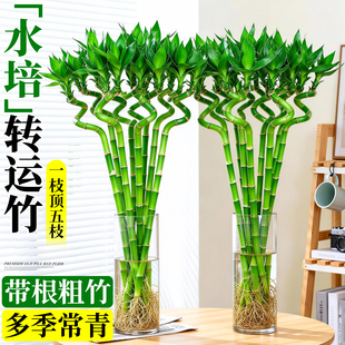 水培转运竹客厅富贵组合绿植盆栽水养粗杆带根富贵竹客厅粗壮植物