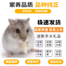 家养仓鼠宝宝金丝熊巨型活体奶茶活物布丁银狐紫仓宠物长毛熊一对