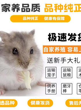 金丝熊仓鼠活物宠物仓鼠长毛熊