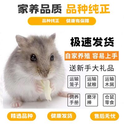 家养仓鼠宝宝金丝熊巨型活体奶茶活物布丁银狐紫仓宠物长毛熊一对
