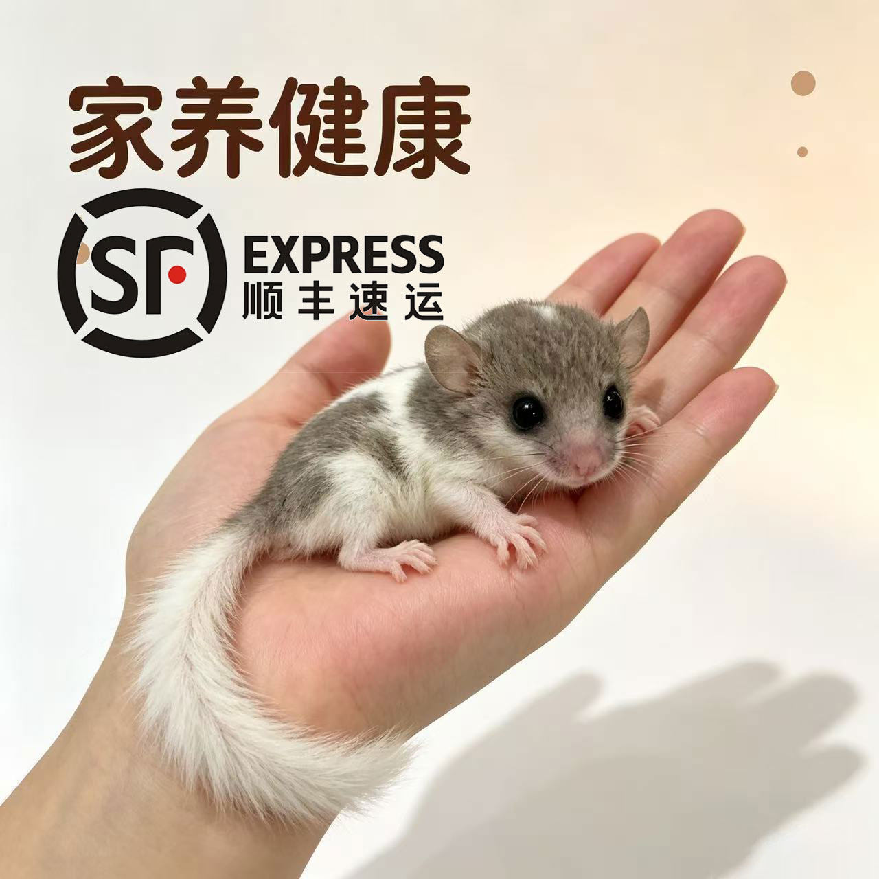 西班牙睡鼠奶牛幼崽家养宠物