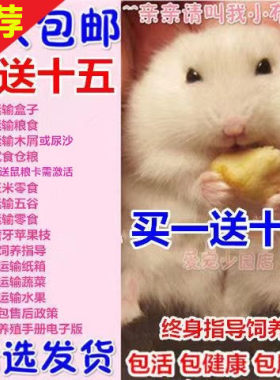 买1送8仓鼠活体金丝熊宠物布丁银狐活物三线奶茶活物笼子一对情侣