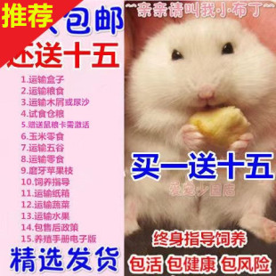 买1送8仓鼠活体金丝熊宠物布丁银狐活物三线奶茶活物笼子一对情侣