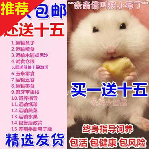 买1送8仓鼠活体金丝熊宠物布丁银狐活物三线奶茶活物笼子一对情侣