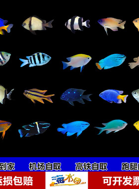 黄尾蓝魔青黄魔三点白四间雀海蓝丝绒钻石么水鱼活体海缸快递到家