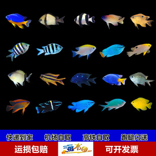 黄尾蓝魔青黄魔三点白四间雀海蓝丝绒钻石么水鱼活体海缸快递到家