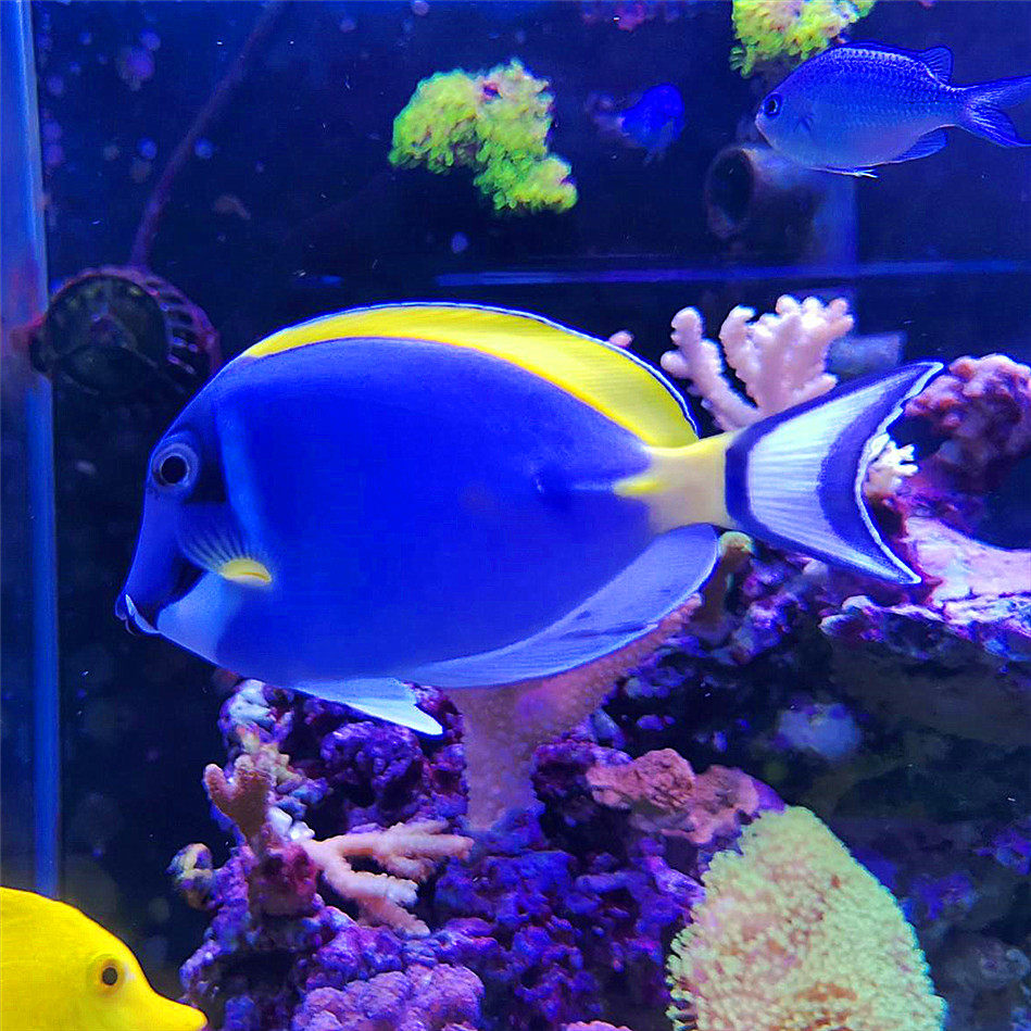 粉蓝吊 海水观赏鱼活体吊类食藻快递发货定水包活蓝吊黄金吊***