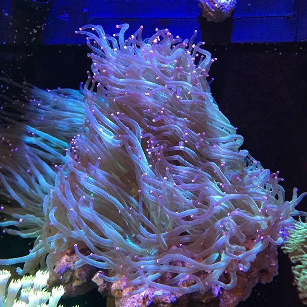 尼罗河-海水观赏鱼-活体-珊瑚快递死亡包赔-拍报损-海水缸水族