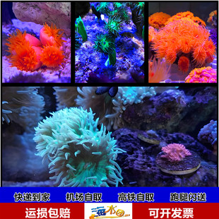 澳洲灯琴珊瑚高脚炮仗花新手人工SPS LPS软体珊瑚活体小丑顺丰