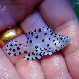 渔场直营 按单选货 顺丰报损 海水鱼人工老鼠斑  开缸闯缸生物