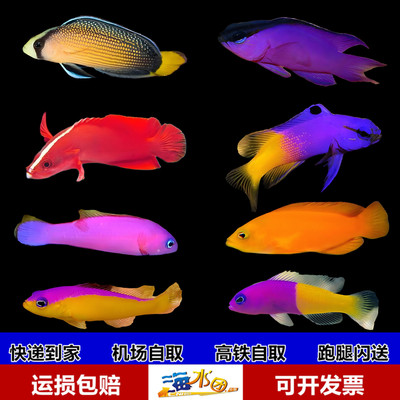 黄紫红头双色草莓美国珍珠闪电鬼王海水观赏鱼活体珊瑚顺丰养定