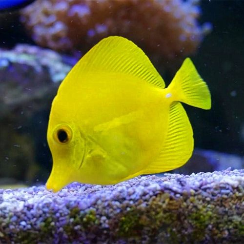 黄金吊 倒吊 海水鱼 观赏 小丑鱼 活体 珊瑚 顺丰快递！死亡全赔