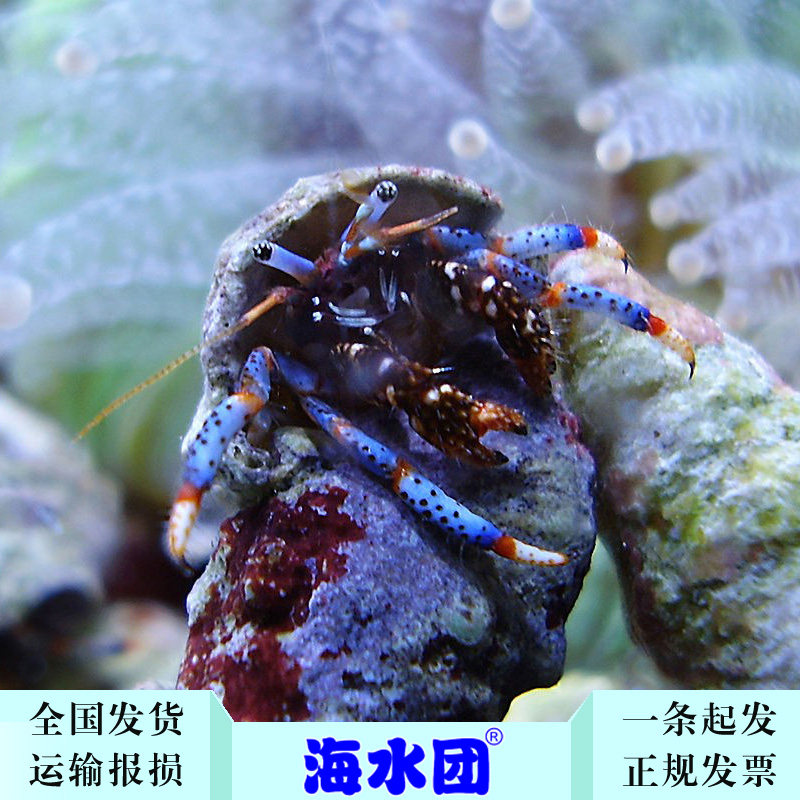 拍下选货 顺丰报损 蓝脚寄居蟹 红脚 兰脚 海水鱼奶嘴养定
