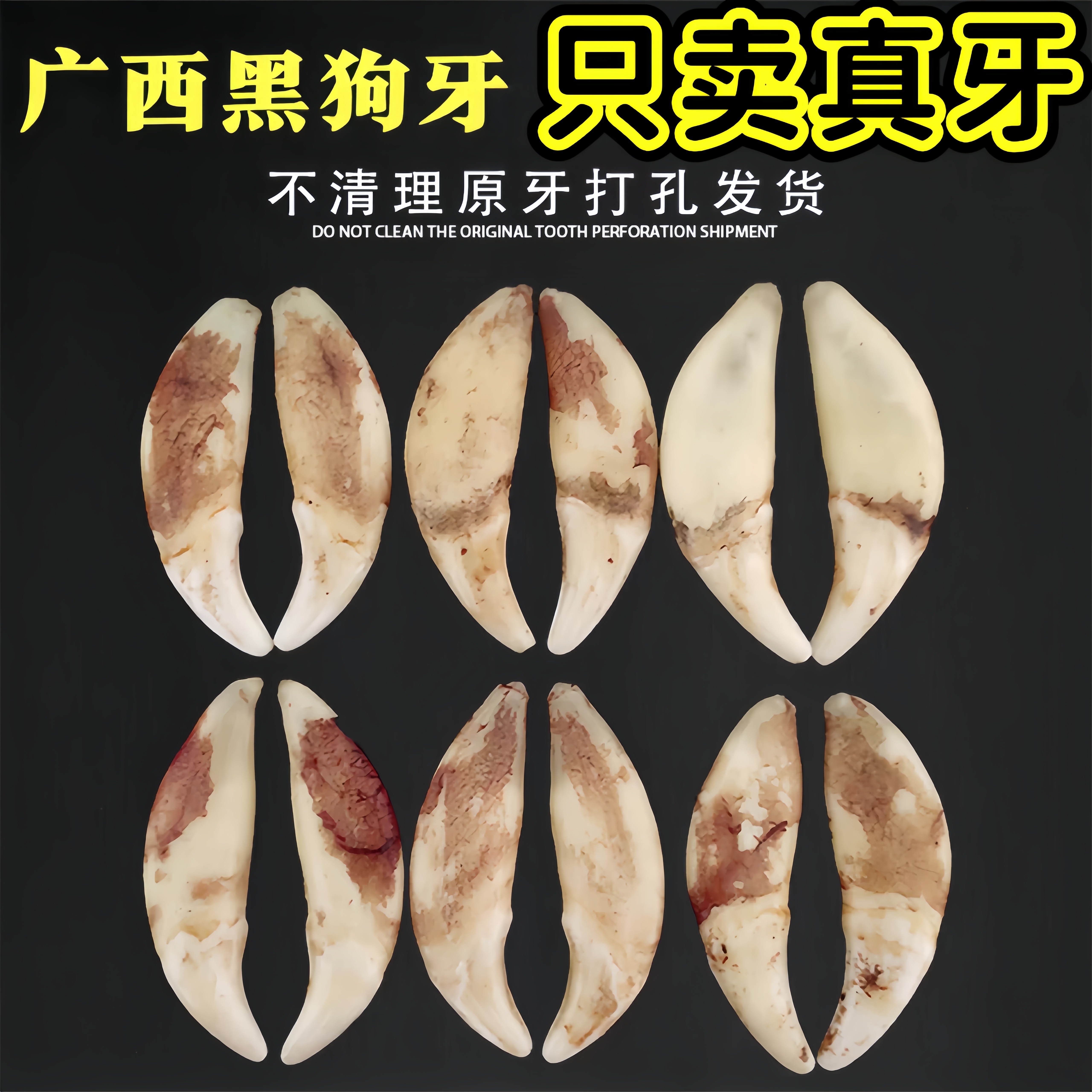 广西真黑狗牙吊坠男女本命项链宝宝狗牙齿挂件婴儿童手绳随身挂件