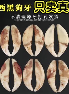 广西真黑狗牙吊坠男女本命项链宝宝狗牙齿挂件婴儿童手绳随身挂件