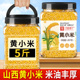 小米粥小黄米新米2025年黄小米杂粮养胃五谷食用谷子饭山西沁州黄