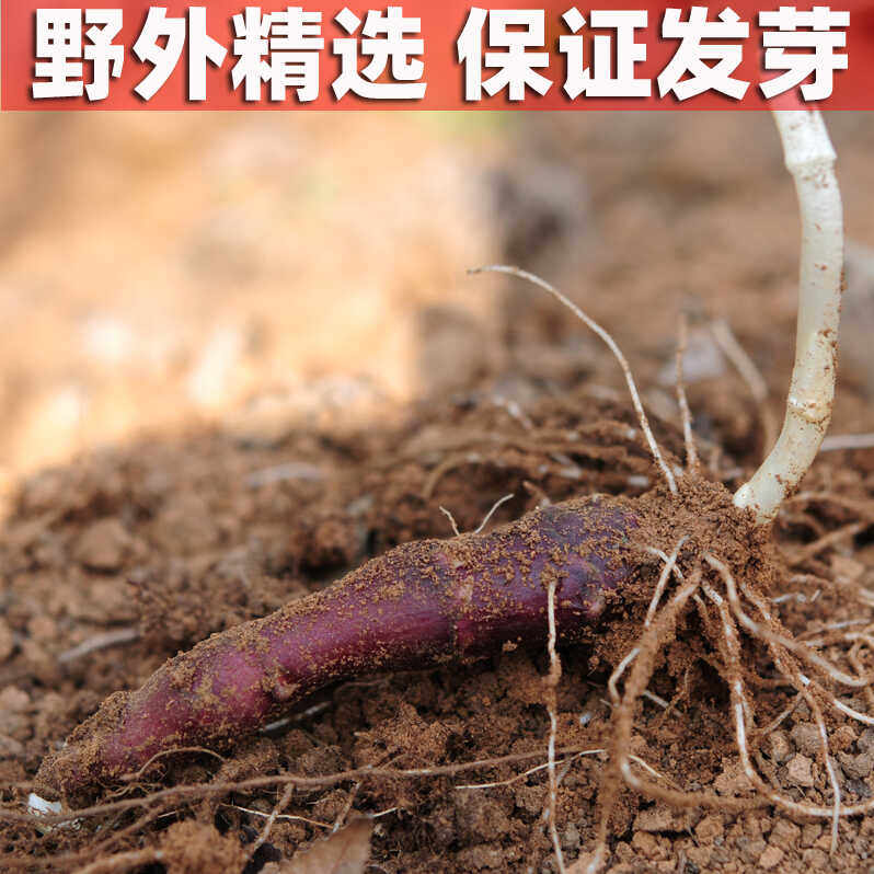 洋姜苗新鲜胰岛果苗鬼子姜苗紫皮