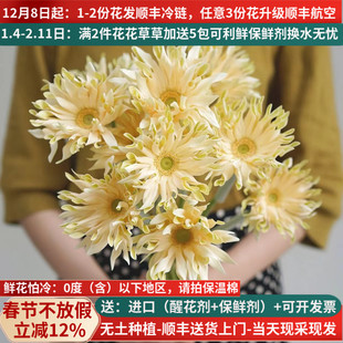 鲜花弗朗花空气卷香格里拉北海道非洲菊云南鲜花基地直发水养婚庆