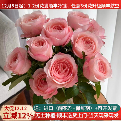 稀有A级玫瑰凯瑟琳礼品花顺丰