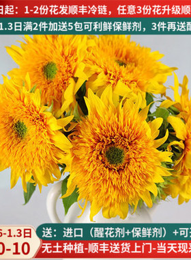 泰迪向日葵鲜花重瓣新鲜云南直发家用真花水养花束昆明斗南市场