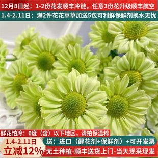 鲜花抹茶小雏菊小邹菊云南昆明斗南基地直发新鲜水养插花花束真花