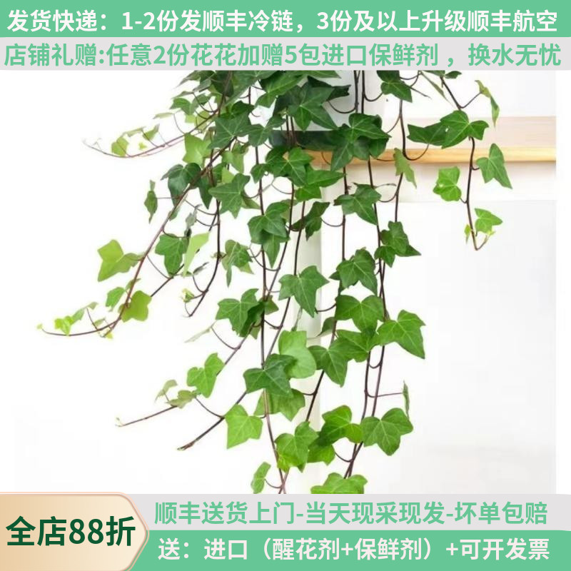 配草常春藤配叶钢草昆明斗南市场鲜花基地直发家用水培真花婚庆