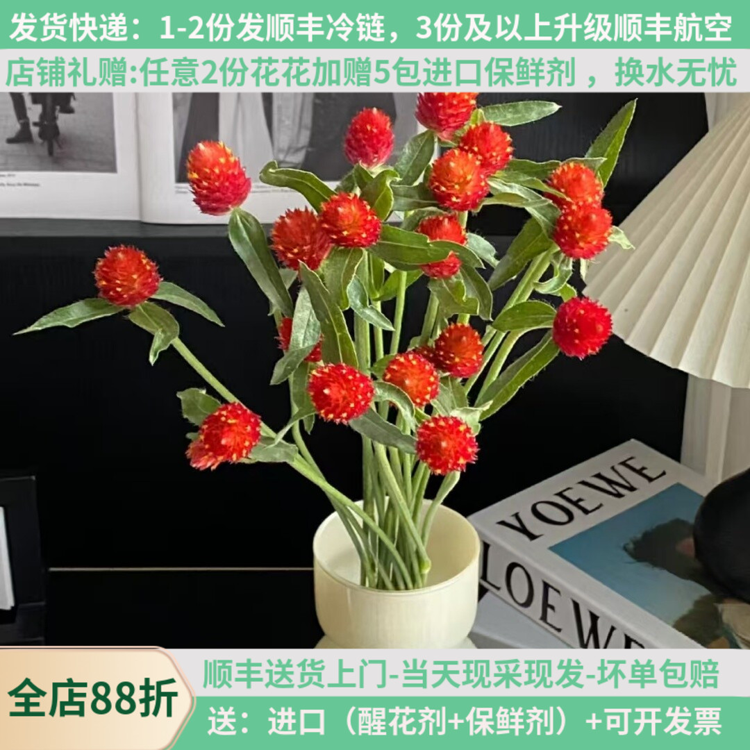 千日红草莓球鲜花云南昆明基地直发顺丰家用水养插花束婚庆手捧花