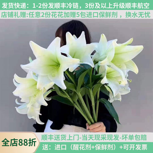 稀有白色亚百合铁炮喇叭花