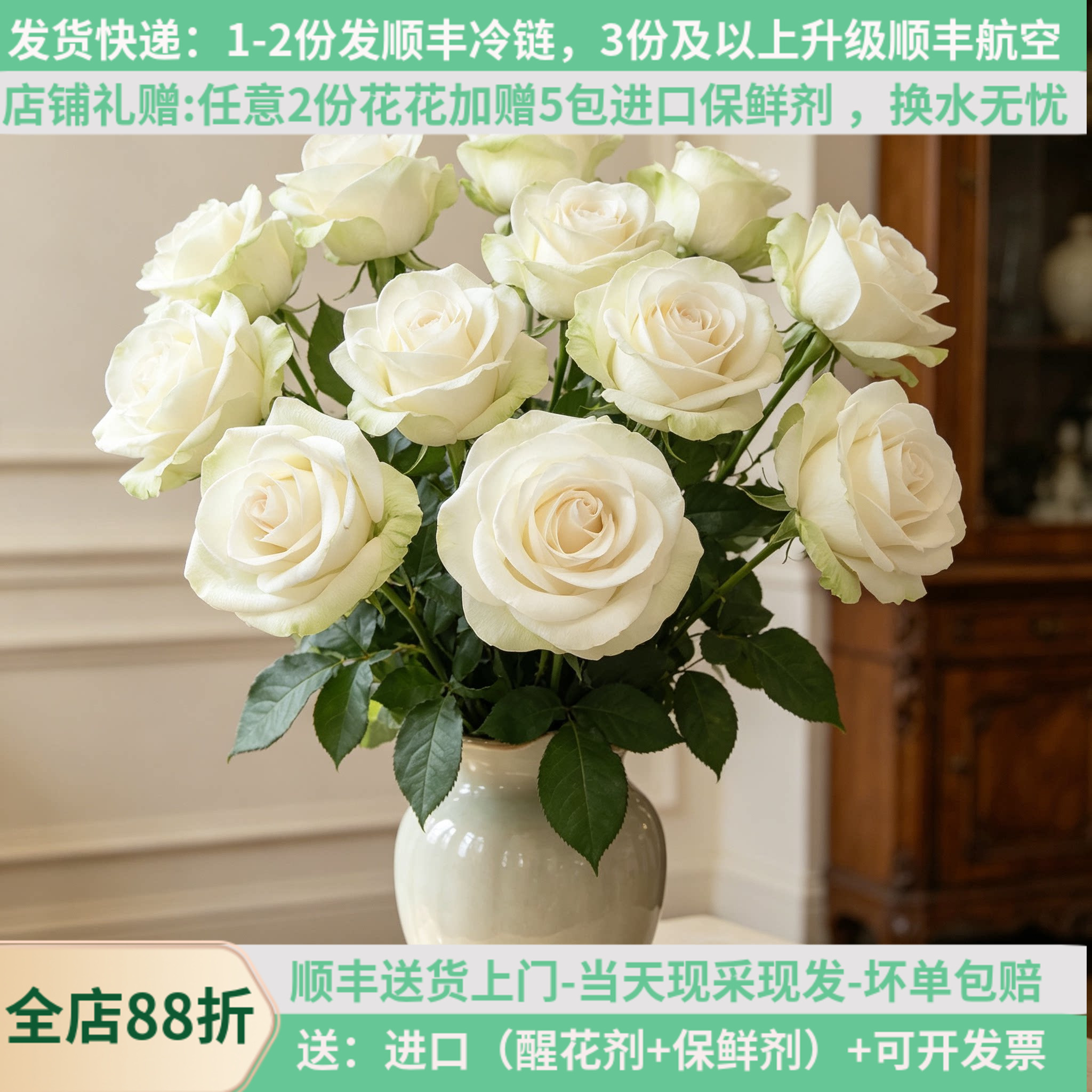 法国玫昂进口品种大花苞北极熊