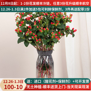 红豆花束红相思豆鲜花云南直发直批家用新年基地斗南花市花卉市场