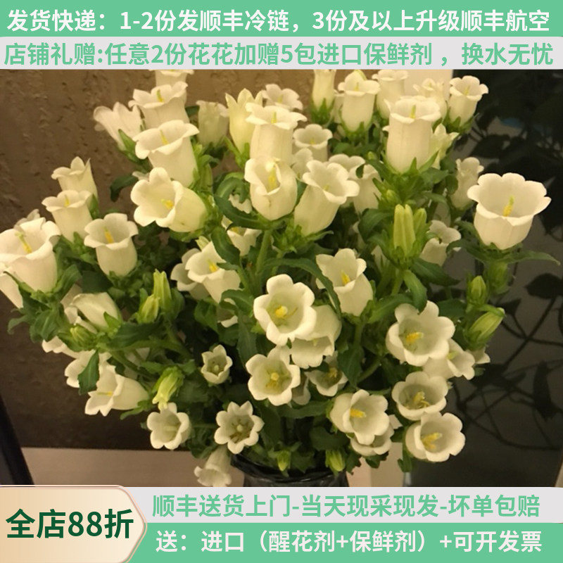 鲜花云南直发风铃草昆明斗南市场