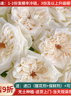 A级白荔枝玫瑰花云南鲜花基地直发家用水养插花束教师节中秋顺丰