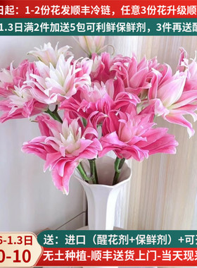 鲜花重瓣香水百合红丝带女神粉黛昆明斗南基地直发家用水培插花束