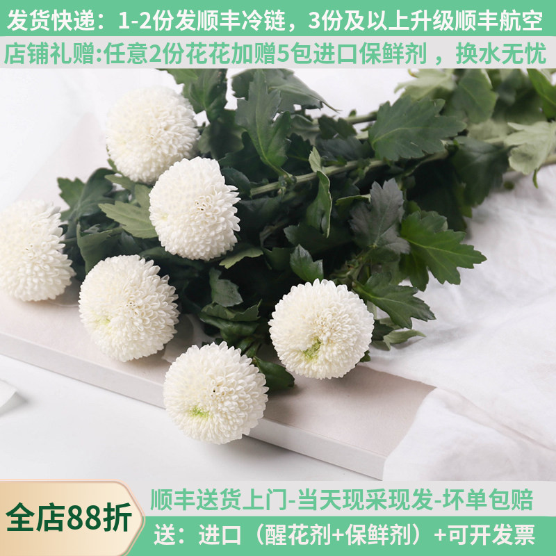 乒乓菊真花昆明花卉市场斗南直发