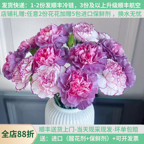稀有康乃馨新品-多色集合可选
