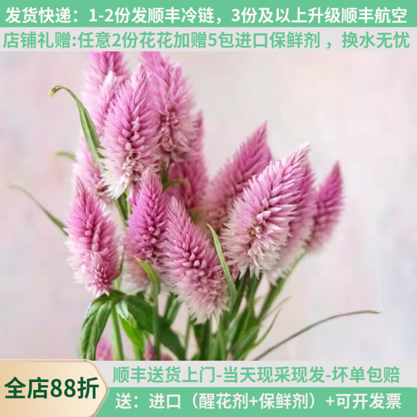 多头凤尾鲜花云南基地直发昆明斗南直批天然真花花束水养粉色彩色
