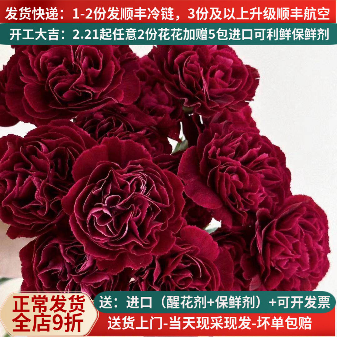 稀有新品康乃馨集合多色可选