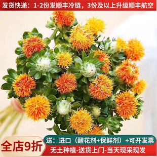 橙菠萝云南昆明基地直发鲜花直批家用斗南花市云南花卉鲜花水养