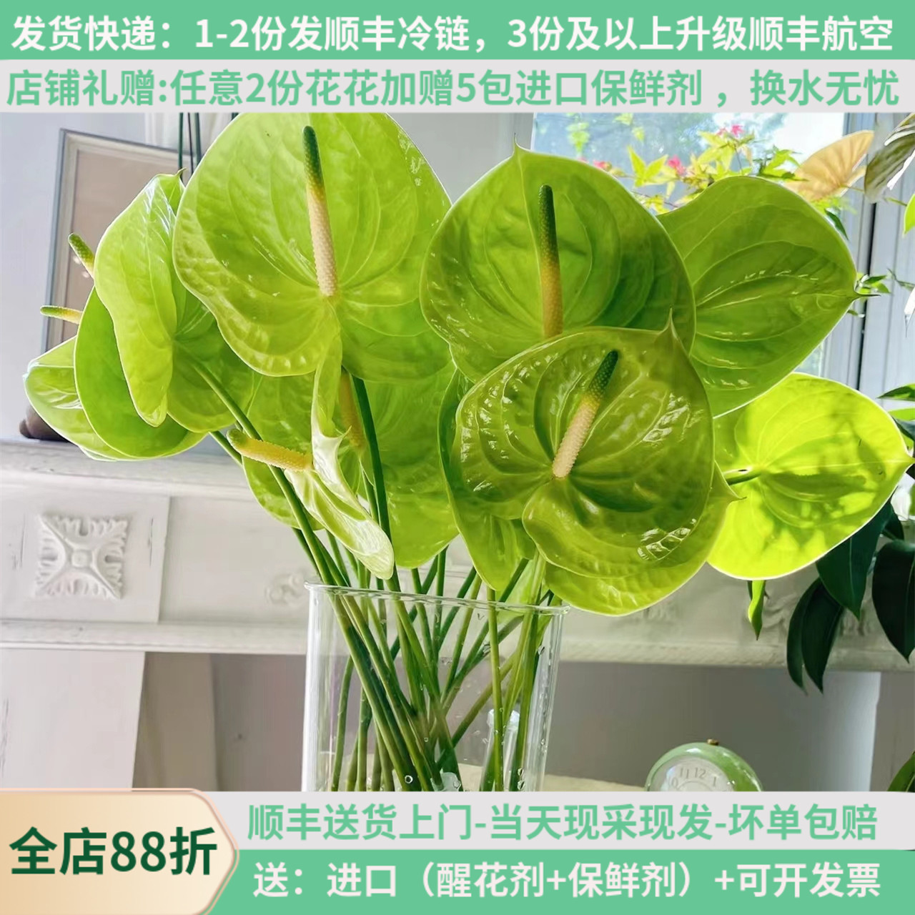 鲜切花绿掌粉掌红章白掌云南基地直发斗南婚庆家用插花束水养真花