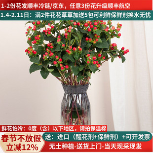 红豆花束红相思豆鲜花云南直发直批家用新年基地斗南花市花卉市场